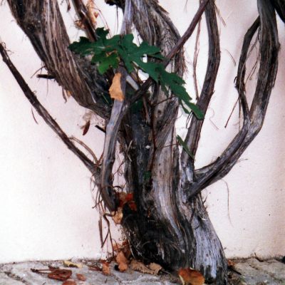 Blauer Bernburger Wein 60j&auml;hriger Stamm